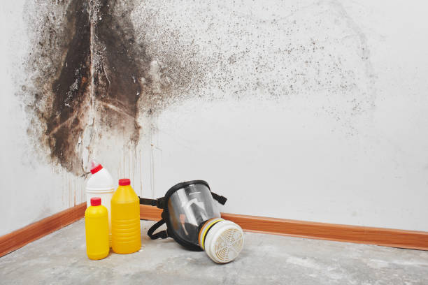 Best Local Mold Removal Service  in Forked River, NJ
