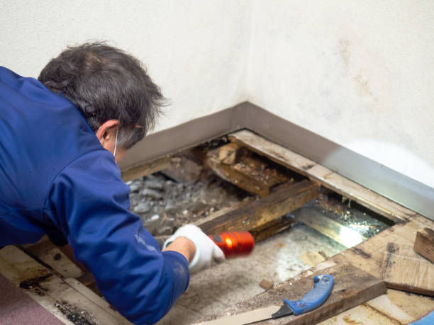 Best Water Damage Restoration  in Forked River, NJ