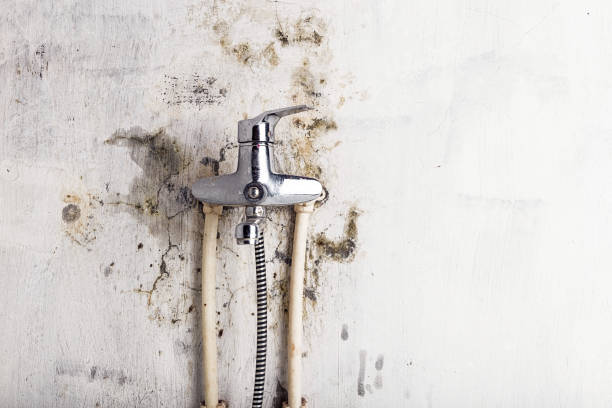 Best Emergency Mold Removal  in Forked River, NJ