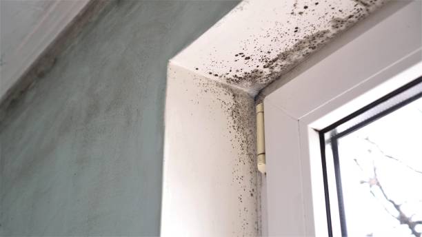 Best Mold Remediation Experts  in Forked River, NJ