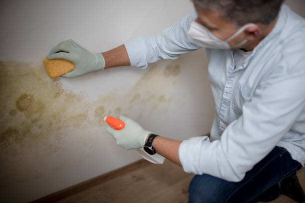 Best Same-Day Mold Removal  in Forked River, NJ