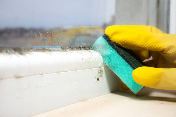 Best Residential Mold Removal  in Forked River, NJ