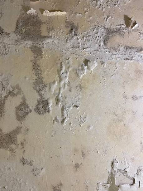 Best Mold Testing  in Forked River, NJ