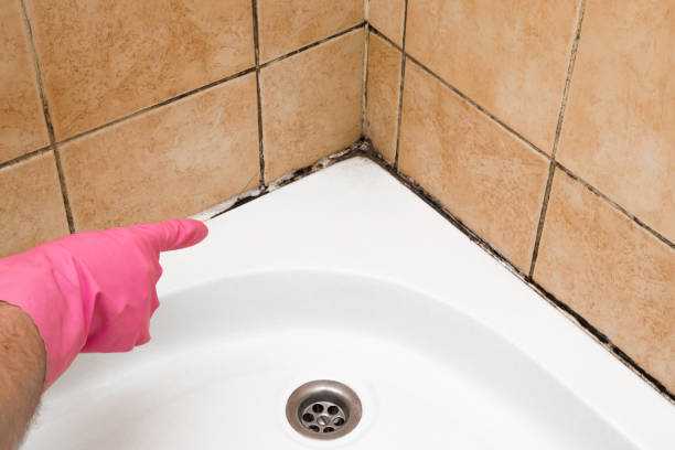 Best Mold Removal and Inspection  in Forked River, NJ